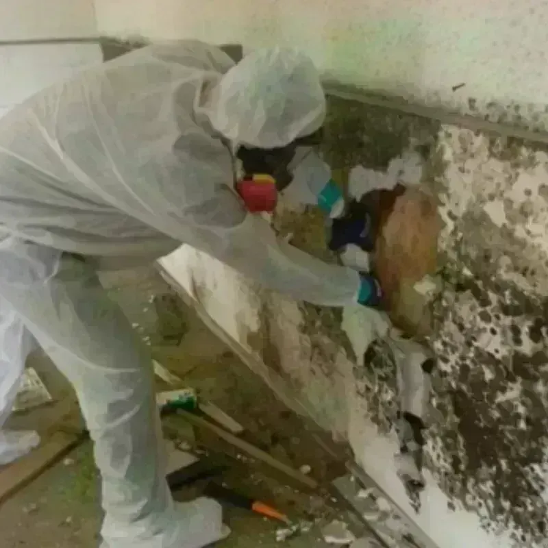 Mold Remediation and Removal in Clay County, IN